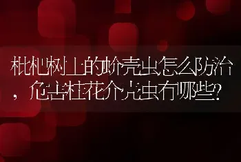 枇杷树上的蚧壳虫怎么防治