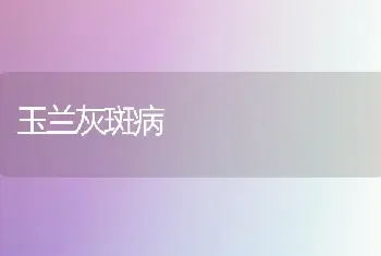 玉兰灰斑病