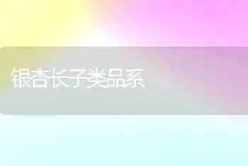 银杏长子类品系