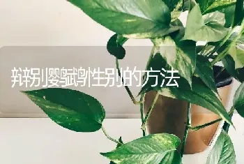 辩别鹦鹉性别的方法