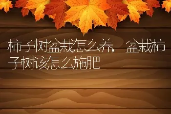 柿子树盆栽怎么养