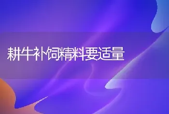 耕牛补饲精料要适量