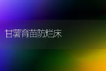 甘薯育苗防烂床