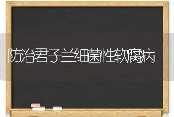 防治君子兰细菌性软腐病