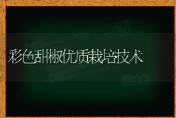 彩色甜椒优质栽培技术