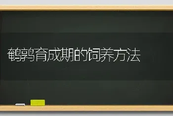 鹌鹑育成期的饲养方法