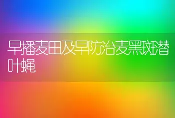 早播麦田及早防治麦黑斑潜叶蝇