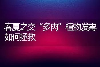 春夏之交“多肉”植物发霉如何拯救