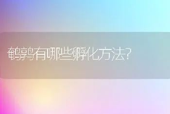 鹌鹑有哪些孵化方法?