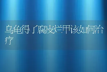 乌龟得了腐皮烂甲该如何治疗