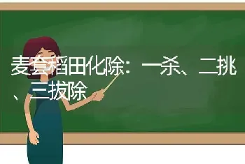 麦套稻田化除：一杀、二挑、三拔除