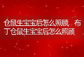 仓鼠生宝宝后怎么照顾,布丁仓鼠生宝宝后怎么照顾