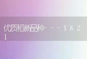 优质稻新品种---YK21