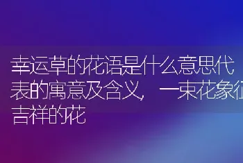 幸运草的花语是什么意思代表的寓意及含义