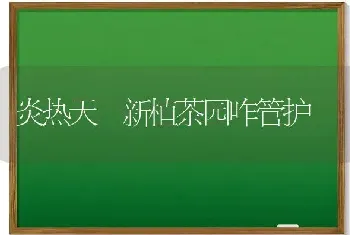 炎热天 新植茶园咋管护