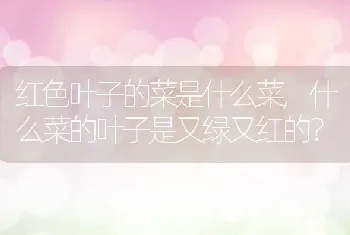 红色叶子的菜是什么菜