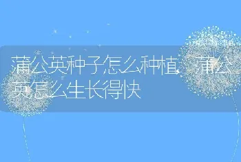 蒲公英种子怎么种植