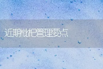 近期枇杷管理要点