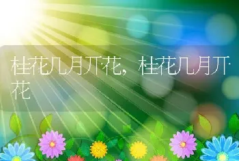 桂花几月开花