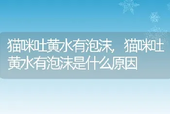 猫咪吐黄水有泡沫,猫咪吐黄水有泡沫是什么原因