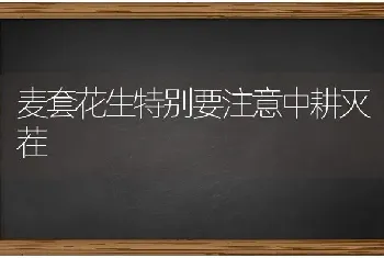 信鸽换羽期“靓羽”管理要点