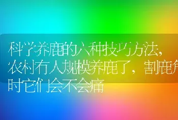 科学养鹿的六种技巧方法