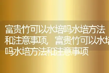 富贵竹可以水培吗水培方法和注意事项