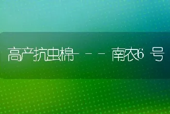 高产抗虫棉---南农6号