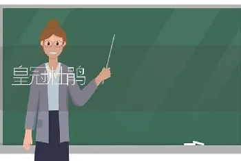 皇冠杜鹃