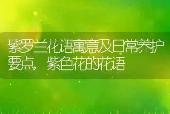 紫罗兰花语寓意及日常养护要点