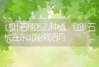 红叶石楠怎么种植