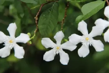 水梅花用什么肥料