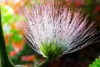 合欢花与芙蓉花的区别