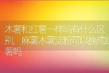 木薯和红薯一样吗有什么区别