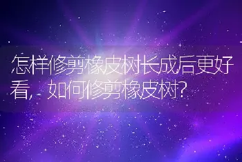 怎样修剪橡皮树长成后更好看