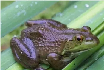 田鸡和牛蛙的区别