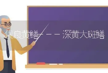 优良黄鳝---深黄大斑鳝