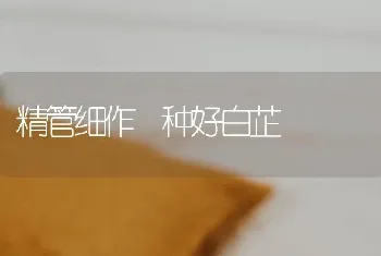 精管细作 种好白芷