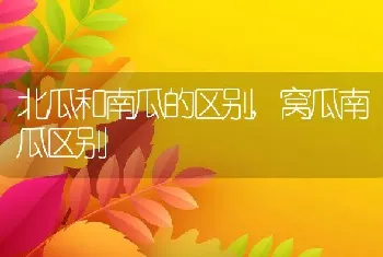 北瓜和南瓜的区别