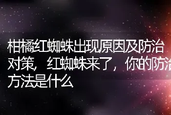 柑橘红蜘蛛出现原因及防治对策