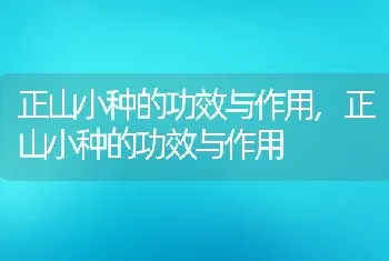 正山小种的功效与作用