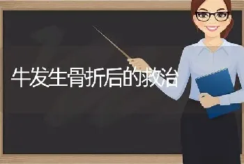 牛发生骨折后的救治