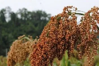 甜高粱种植方法介绍