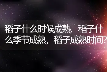 稻子什么时候成熟