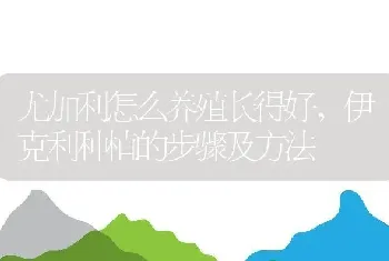 尤加利怎么养殖长得好