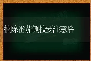 摘除番茄侧枝要注意啥