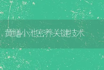 黄鳝小池密养关键技术