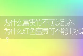 为什么富贵竹不可以乱养