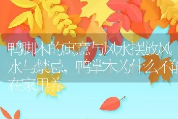 鸭脚木的寓意与风水摆放风水与禁忌