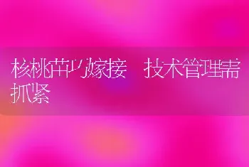 核桃苗巧嫁接 技术管理需抓紧